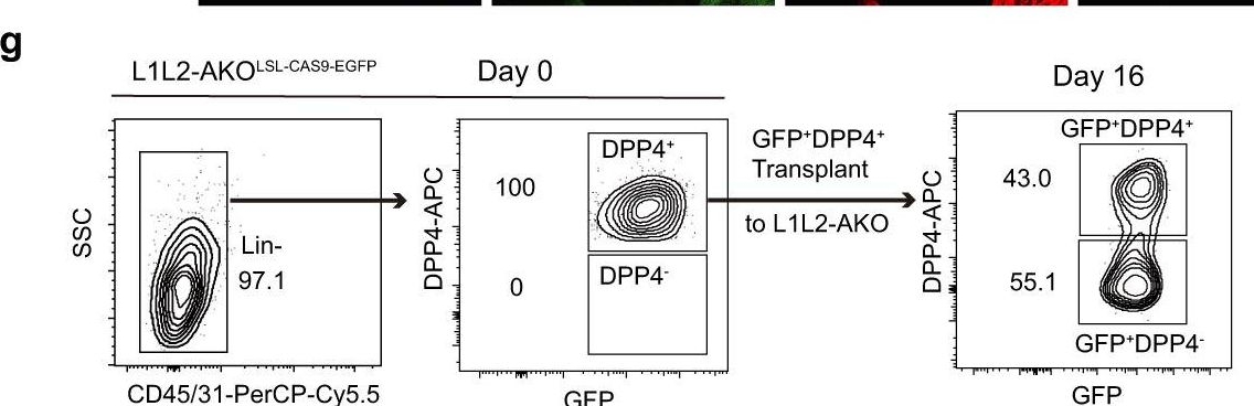 Fig.5.G showing Flow cytometry/Cell sorting in a Mus musculus (House mouse) sample from the publication: The Hippo pathway links adipocyte plasticity to adipose tissue fibrosis.