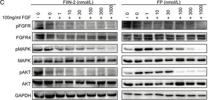 Fig.2.C showing Western Blotting in a Homo sapiens (Human) sample from the publication: Integrative Multi-Omics Approaches Reveal Selectivity Profiles and Molecular Mechanisms of FIIN-2, a Covalent FGFR Inhibitor.