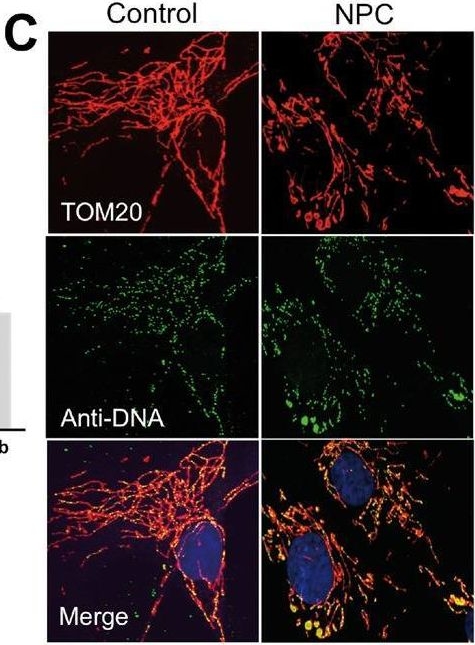 ATAD3 gene cluster deletions cause cerebellar dysfunction associated with altered mitochondrial DNA and cholesterol metabolism.