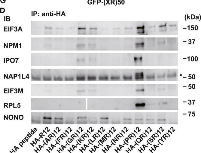 Fig.4.D showing Western Blotting from the publication: Differential toxicity and localization of arginine-rich C9ORF72 dipeptide repeat proteins depend on de-clustering of positive charges.