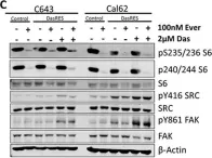Fig.3.C showing Western Blotting in a Homo sapiens (Human) sample from the publication: Sustained activation of the AKT/mTOR and MAP kinase pathways mediate resistance to the Src inhibitor, dasatinib, in thyroid cancer.