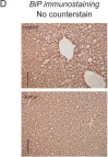 Fig.1.D showing Immunohistochemistry from the publication: The stress-regulated transcription factor CHOP promotes hepatic inflammatory gene expression, fibrosis, and oncogenesis.