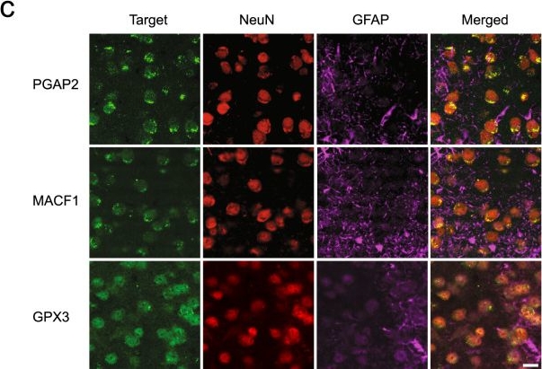 Fig.5.C showing Immunocytochemistry-immunofluorescence from the publication: miR-483-5p offsets functional and behavioural effects of stress in male mice through synapse-targeted repression of Pgap2 in the basolateral amygdala.