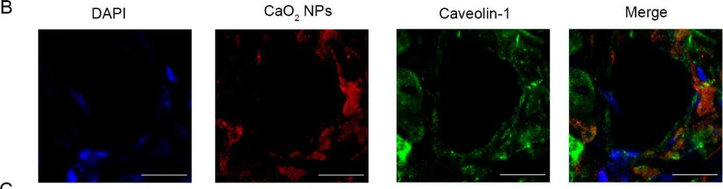 Fig.3.B showing Immunohistochemistry-immunofluorescence from the publication: Biosynthesized Calcium Peroxide Nanoparticles as a Multifunctional Platform for Liver Cancer Therapy.