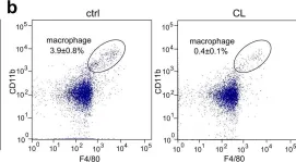 Fig.1.B showing Flow cytometry/Cell sorting from the publication: Macrophages maintain mammary stem cell activity and mammary homeostasis via TNF-α-PI3K-Cdk1/Cyclin B1 axis.