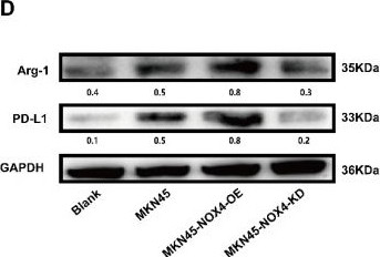Fig.3.D showing Western Blotting from the publication: The Role of NADPH Oxidase 4 in Neutrophil-Mediated Immune Escape in Gastric Cancer.