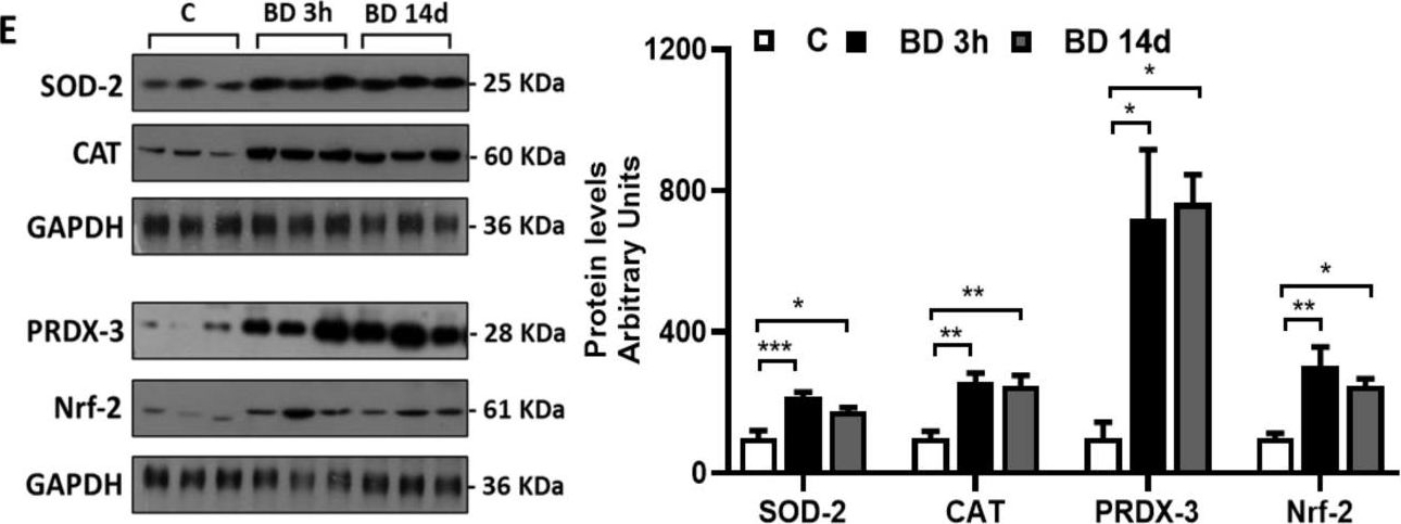 Fig.3.E showing Western Blotting from the publication: 1,3-Butanediol Administration Increases β-Hydroxybutyrate Plasma Levels and Affects Redox Homeostasis, Endoplasmic Reticulum Stress, and Adipokine Production in Rat Gonadal Adipose Tissue.