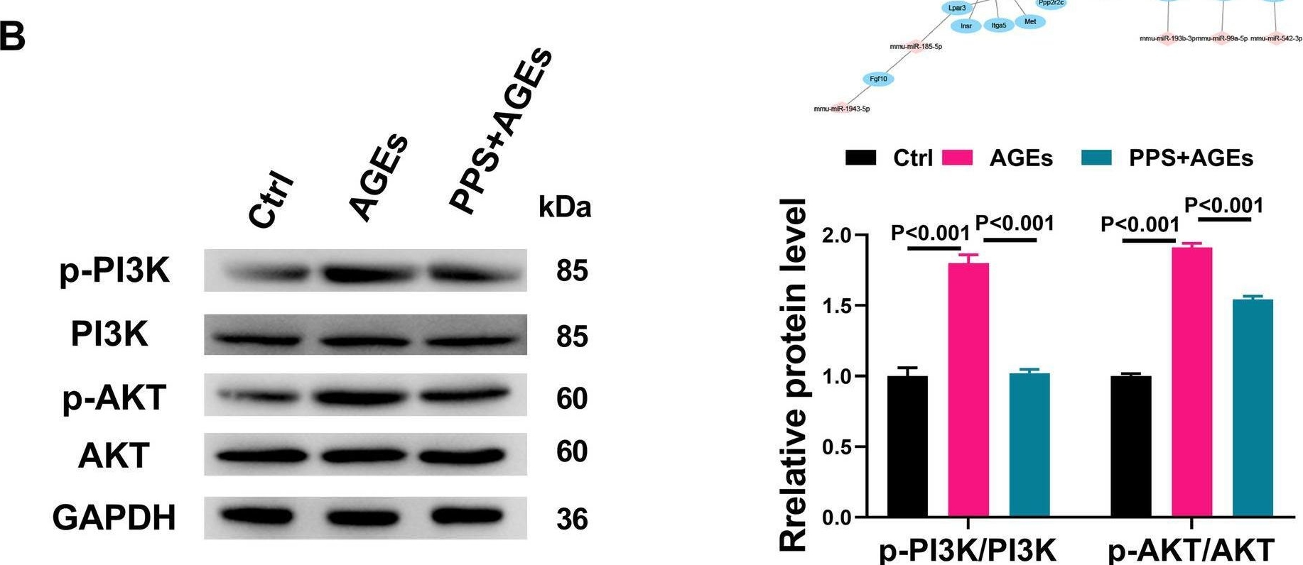 Fig.2.B showing Western Blotting in a Neovison vison (American Mink) sample from the publication: Pentosan polysulfate ameliorates fibrosis and inflammation markers in SV40 MES13 cells by suppressing activation of PI3K/AKT pathway via miR-446a-3p.