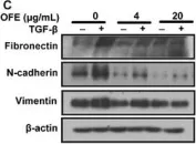 Fig.3.C showing Western Blotting from the publication: Ougan (Citrus reticulata cv. Suavissima) flavedo extract suppresses cancer motility by interfering with epithelial-to-mesenchymal transition in SKOV3 cells.