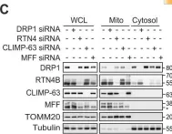 Fig.4.C showing Western Blotting from the publication: Novel roles of RTN4 and CLIMP-63 in regulating mitochondrial structure, bioenergetics and apoptosis.