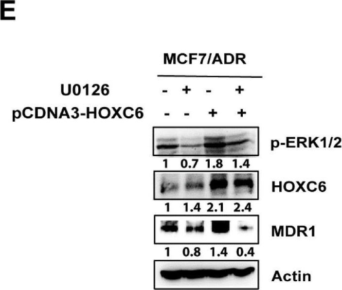 Fig.5.E showing Western Blotting from the publication: Metformin Derivative HL156A Reverses Multidrug Resistance by Inhibiting HOXC6/ERK1/2 Signaling in Multidrug-Resistant Human Cancer Cells.