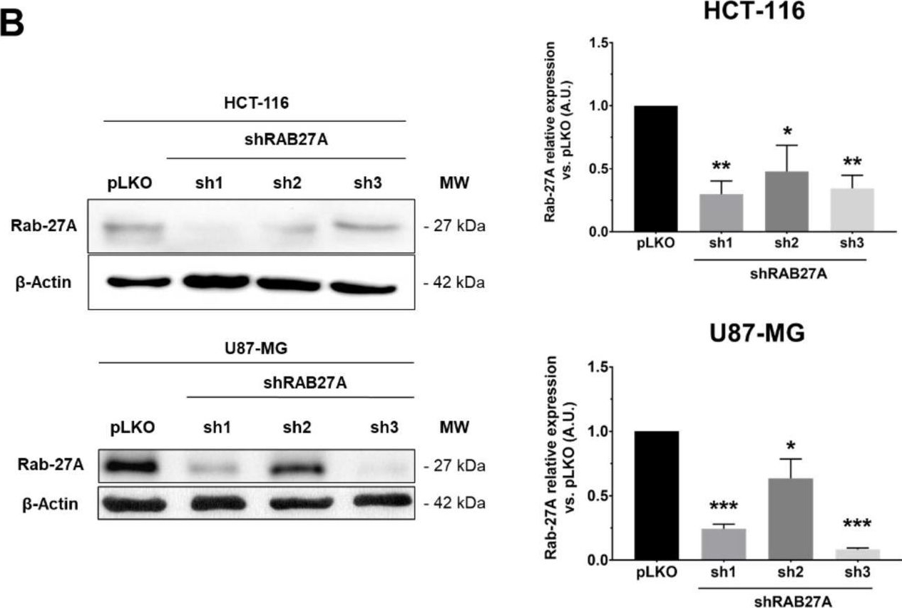 Fig.1.B showing Western Blotting from the publication: Extracellular Vesicle Measurements with Nanoparticle Tracking Analysis: A Different Appreciation of Up and Down Secretion.