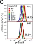 Fig.3.C showing Flow cytometry/Cell sorting in a Mus musculus (House mouse) sample from the publication: Stat5 signaling specifies basal versus stress erythropoietic responses through distinct binary and graded dynamic modalities.