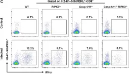 Fig.5.C showing Flow cytometry/Cell sorting in a Mus musculus (House mouse) sample from the publication: RIPK3 and Caspase-1/11 Are Necessary for Optimal Antigen-Specific CD8 T Cell Response Elicited by Genetically Modified Listeria monocytogenes.