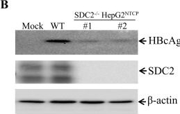 Fig.3.B showing Western Blotting from the publication: Syndecan 2 proteoglycan serves as a hepatitis B virus cell attachment receptor.