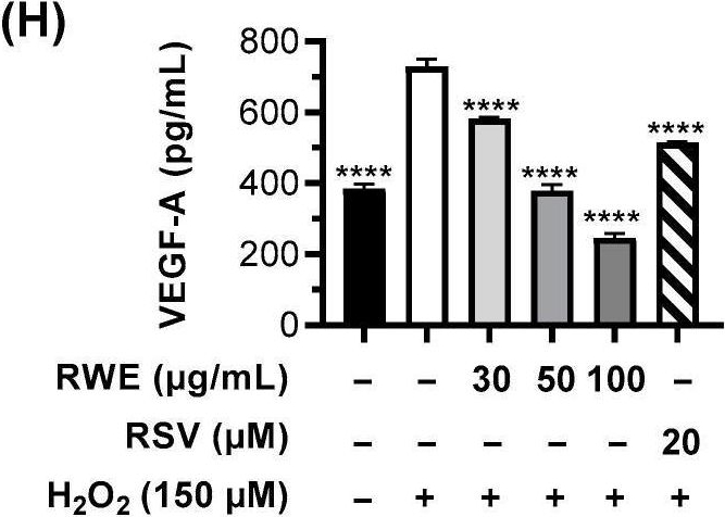 Fig.1.H showing Enzyme-linked immunosorbent assay from the publication: Red Wine Extract Prevents Oxidative Stress and Inflammation in ARPE-19 Retinal Cells.