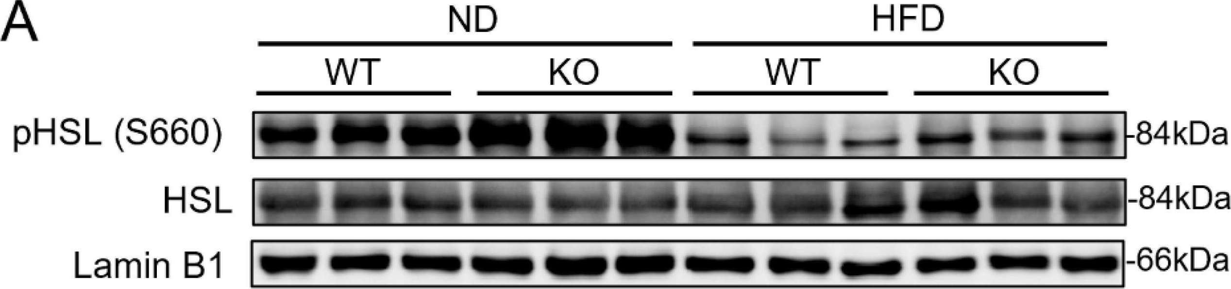 Fig.3.A showing Western Blotting in an Armoracia rusticana (Horseradish) sample from the publication: Depletion of WWP1 Increases Adrb3 Expression and Lipolysis in White Adipose Tissue of Obese Mice.