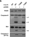 Fig.5.B showing Western Blotting from the publication: Caspase-8 tyrosine-380 phosphorylation inhibits CD95 DISC function by preventing procaspase-8 maturation and cycling within the complex.