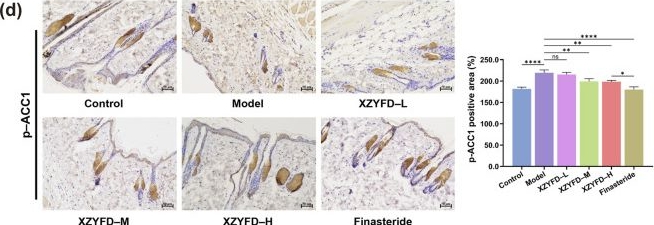 Fig.6.D showing Immunohistochemistry in a Mus musculus (House mouse) sample from the publication: Xiaozhi Yufa decoction ameliorates androgenetic alopecia through inhibition of MAPK signaling and regulation of lipid metabolism.