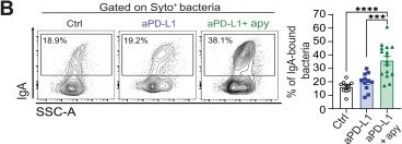 Fig.1.B showing Flow cytometry/Cell sorting in a Mus musculus (House mouse) sample from the publication: Secretory IgA amplification during immune checkpoint blockade enhances the control of tumor growth by enterotropic T cells.