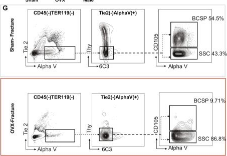 Fig.1.G showing Flow cytometry/Cell sorting in a Mus musculus (House mouse) sample from the publication: Sexually dimorphic estrogen sensing in skeletal stem cells controls skeletal regeneration.