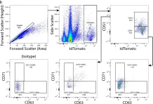 Fig.1.B showing Flow cytometry/Cell sorting in a Mus musculus (House mouse) sample from the publication: Response of Astrocyte Subpopulations Following Spinal Cord Injury.