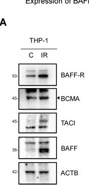 Fig.5.A showing Western Blotting in a Homo sapiens (Human) sample from the publication: Pleiotropic effects of BAFF on the senescence-associated secretome and growth arrest.