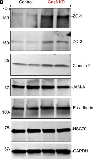 Fig.3.B showing Western Blotting from the publication: Long noncoding RNA GAS5 disrupts intestinal epithelial barrier function by increasing small vault RNA levels.