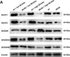 Fig.2.A showing Western Blotting from the publication: Accumulation of branched-chain amino acids deteriorates the neuroinflammatory response of Müller cells in diabetic retinopathy via leucine/Sestrin2-mediated sensing of mTOR signaling.
