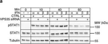 Fig.7.A showing Western Blotting from the publication: Spatiotemporal control of interferon-induced JAK/STAT signalling and gene transcription by the retromer complex.