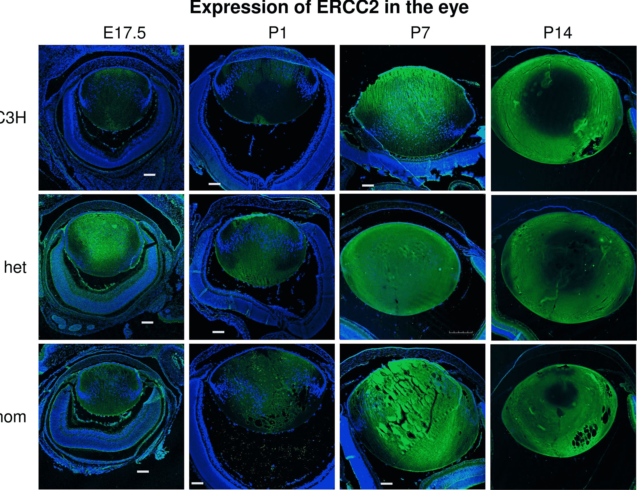 Fig.6.A showing Immunohistochemistry in a Mus musculus (House mouse) sample from the publication: New mutation in the mouse Xpd/Ercc2 gene leads to recessive cataracts.