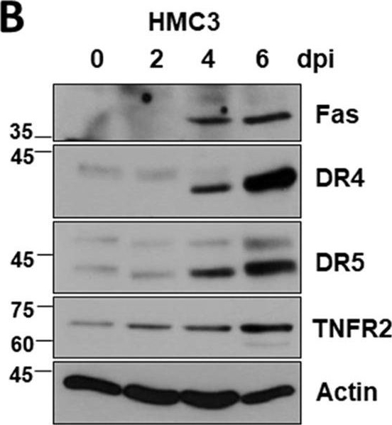 Fig.5.B showing Western Blotting in a SARS-CoV-2 sample from the publication: SARS-CoV-2 Infection of Microglia Elicits Proinflammatory Activation and Apoptotic Cell Death.
