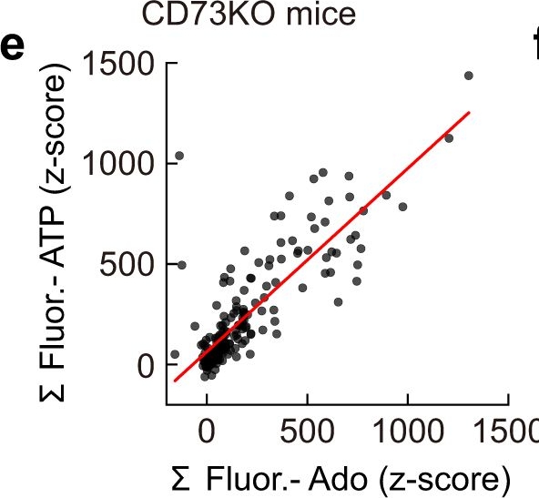 Fig.5.E from the publication: Adenosine-independent regulation of the sleep-wake cycle by astrocyte activity.
