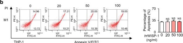 Fig.3.B showing Flow cytometry/Cell sorting in a Homo sapiens (Human) sample from the publication: Apoptotic Cancer Cell-Primed Cancer-Associated Fibroblasts Suppress Immunosuppressive Macrophages via WISP-1-Integrin α5β3-STAT1 Signaling in Lung Cancer.
