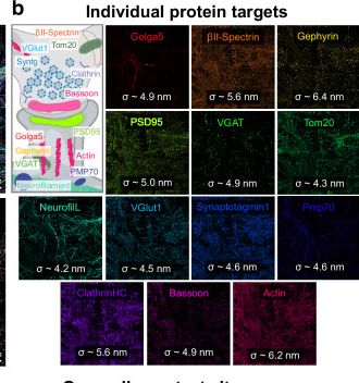 Fig.2.B showing Immunohistochemistry-immunofluorescence from the publication: Left-handed DNA for efficient highly multiplexed imaging at single-protein resolution.