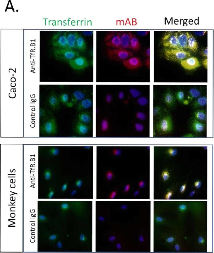 Fig.3.A showing Immuno-assay in a Homo sapiens (Human) sample from the publication: Application of In vitro transcytosis models to brain targeted biologics.