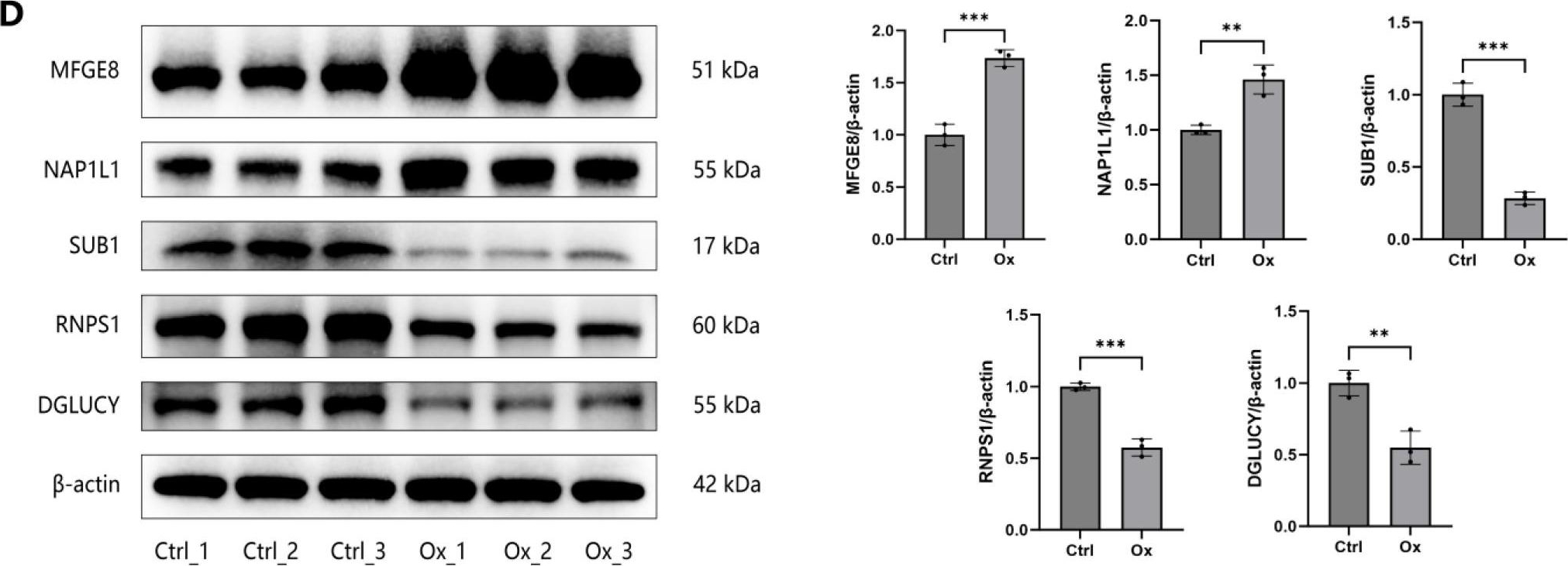 Fig.7.D showing Western Blotting in a Rattus norvegicus (Rat) sample from the publication: The Altered Proteomic Landscape in Renal Tubular Epithelial Cells under High Oxalate Stimulation.