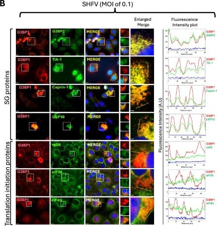 Fig.2.B showing Immunocytochemistry-immunofluorescence in a Chlorocebus aethiops (Grivet monkey) sample from the publication: The SHFV nsp2 and nucleocapsid proteins recruit G3BP1 to sites of viral replication, but stress granules are not induced by the infection.