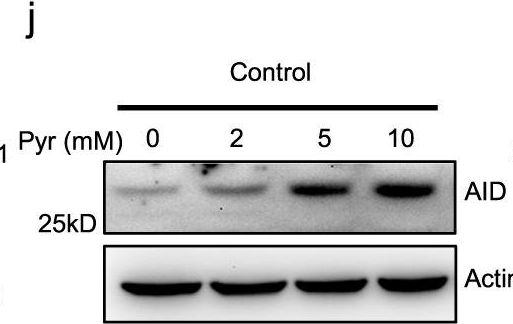 Fig.4.J showing Western Blotting in a Mus musculus (House mouse) sample from the publication: MCT1-governed pyruvate metabolism is essential for antibody class-switch recombination through H3K27 acetylation.