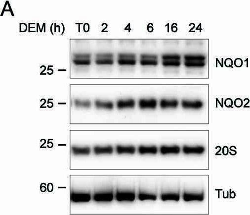 Fig.11.A showing Western Blotting in a Homo sapiens (Human) sample from the publication: Systematic identification of 20S proteasome substrates.