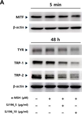 Fig.6.A showing Western Blotting from the publication: 6-Isoprenylindole-3-carboxylic Acid with an Anti-Melanogenic Activity from a Marine-Derived Streptomyces sp. APA-053.