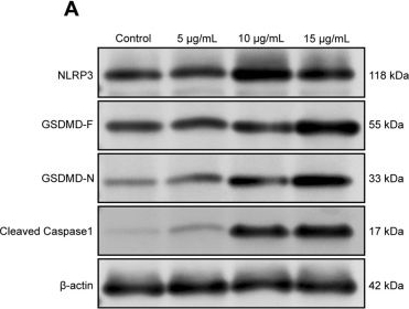 Fig.11.A showing Western Blotting in a Mus musculus (House mouse) sample from the publication: Cardiotoxin from Naja atra Activates the NLRP3/Caspase-1/GSDMD Pyroptosis Pathway to Induce Skin Tissue Injury.
