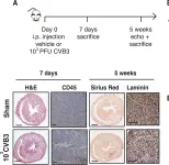 Fig.2.A showing Immunohistochemistry in a Mus musculus (House mouse) sample from the publication: Extracellular SPARC increases cardiomyocyte contraction during health and disease.