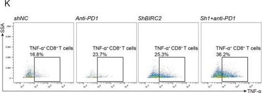 Fig.9.K showing Flow cytometry/Cell sorting in a Mus musculus (House mouse) sample from the publication: Unravelling Cancer Immunity: Coagulation.Sig and BIRC2 as Predictive Immunotherapeutic Architects.