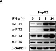 Fig.1.A showing Western Blotting in a Homo sapiens (Human) sample from the publication: NF-κB-Dependent IFIT3 Induction by HBx Promotes Hepatitis B Virus Replication.