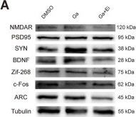 Fig.8.A showing Western Blotting in a Mus musculus (House mouse) sample from the publication: HIIT-induced lactate/GPR81 signaling with dual branches converging on ERK1/2 contributes to hippocampal synaptic remodeling and memory improvement.