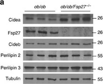 Fig.7.A showing Western Blotting in a Mus musculus (House mouse) sample from the publication: Insulin resistance and white adipose tissue inflammation are uncoupled in energetically challenged Fsp27-deficient mice.
