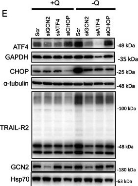 Fig.1.E showing Western Blotting in a Homo sapiens (Human) sample from the publication: Activation of the integrated stress response and loss of cFLIPL under glutamine limitation induce IL-8 gene expression and secretion in glutamine-dependent tumor cells.