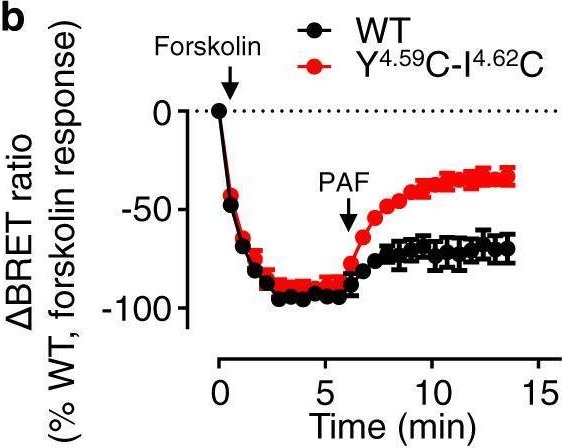Fig.7.B from the publication: Biased signaling due to oligomerization of the G protein-coupled platelet-activating factor receptor.