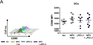 Fig.2.A showing Flow cytometry/Cell sorting from the publication: A Combination of Anti-PD-L1 Treatment and Therapeutic Vaccination Facilitates Improved Retroviral Clearance via Reactivation of Highly Exhausted T Cells.